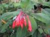 Fuschia triphylla